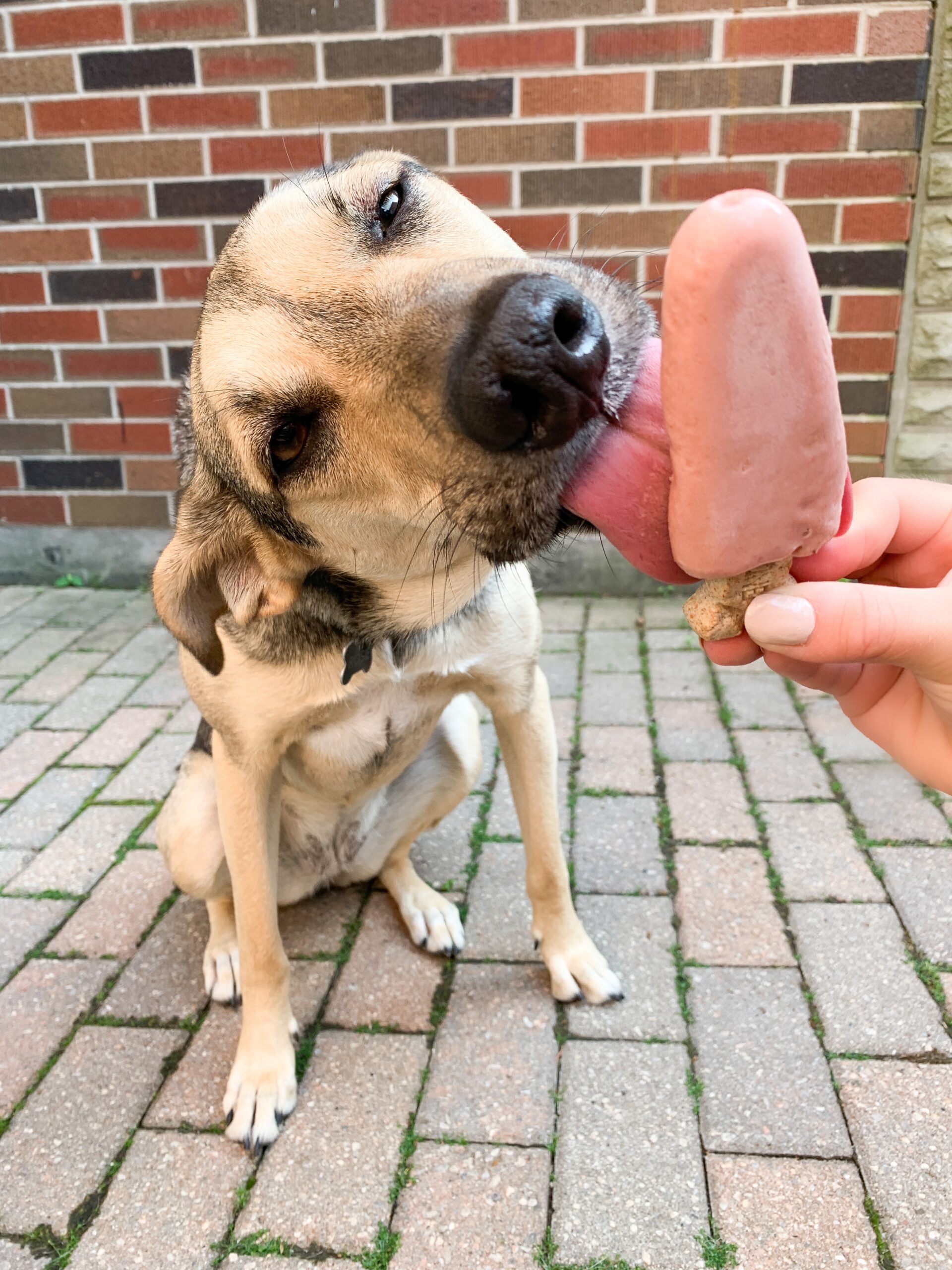 dog licking pink popsicle with dog bone popsicle stick