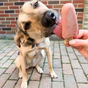 dog licking pink popsicle with dog bone popsicle stick