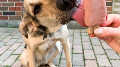 Peanut butter pupsicles best sale