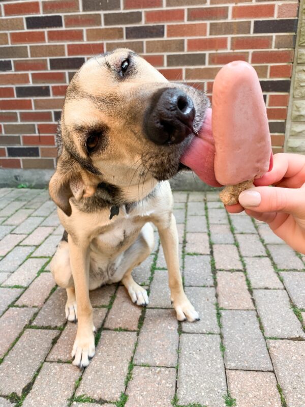 dog licking pink popsicle with dog bone popsicle stick