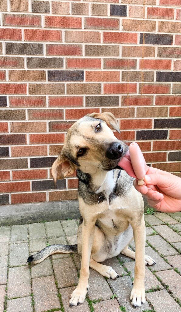 dog licking popsicle 