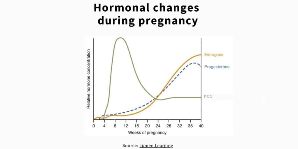 Table that looks at the hormonal changes during pregnancy. It includes hCG, estrogen, and progesterone.